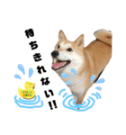 柴犬トマトの日常 自由編（個別スタンプ：27）