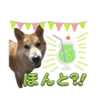 柴犬トマトの日常 自由編（個別スタンプ：28）