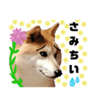 柴犬トマトの日常 自由編（個別スタンプ：29）