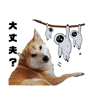 柴犬トマトの日常 自由編（個別スタンプ：30）
