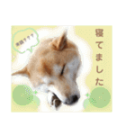 柴犬トマトの日常 自由編（個別スタンプ：31）