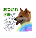 柴犬トマトの日常 自由編（個別スタンプ：32）
