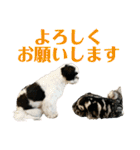 ワンぱく犬（個別スタンプ：2）