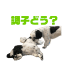 ワンぱく犬（個別スタンプ：3）