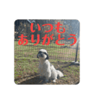 ワンぱく犬（個別スタンプ：4）