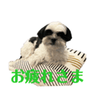 ワンぱく犬（個別スタンプ：5）