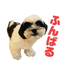ワンぱく犬（個別スタンプ：7）