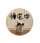 ワンぱく犬（個別スタンプ：8）