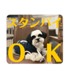 ワンぱく犬（個別スタンプ：10）
