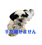 ワンぱく犬（個別スタンプ：11）