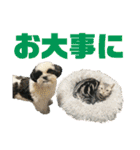 ワンぱく犬（個別スタンプ：12）