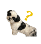 ワンぱく犬（個別スタンプ：13）