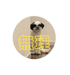 ワンぱく犬（個別スタンプ：15）