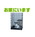 ワンぱく犬（個別スタンプ：17）