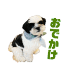 ワンぱく犬（個別スタンプ：19）
