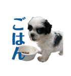 ワンぱく犬（個別スタンプ：24）