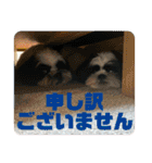 ワンぱく犬（個別スタンプ：26）