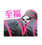 ワンぱく犬（個別スタンプ：27）