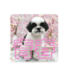 ワンぱく犬（個別スタンプ：29）