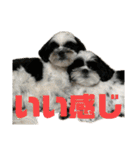 ワンぱく犬（個別スタンプ：30）