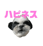 ワンぱく犬（個別スタンプ：35）