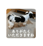 ワンぱく犬（個別スタンプ：37）