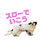 ワンぱく犬（個別スタンプ：38）