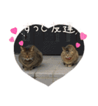 どや顔、動物さんスタンプ❤️（個別スタンプ：34）