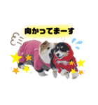 コーギー蓮ちゃん❤︎スタンプ（個別スタンプ：7）