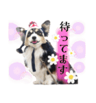コーギー蓮ちゃん❤︎スタンプ（個別スタンプ：9）