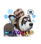 コーギー蓮ちゃん❤︎スタンプ（個別スタンプ：20）