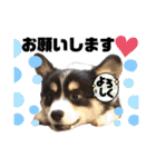 コーギー蓮ちゃん❤︎スタンプ（個別スタンプ：21）
