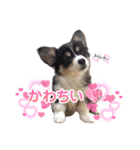 コーギー蓮ちゃん❤︎スタンプ（個別スタンプ：23）