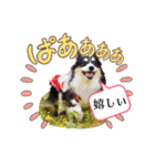 コーギー蓮ちゃん❤︎スタンプ（個別スタンプ：24）