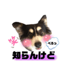 コーギー蓮ちゃん❤︎スタンプ（個別スタンプ：27）