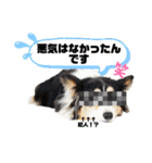 コーギー蓮ちゃん❤︎スタンプ（個別スタンプ：29）