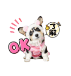 コーギー蓮ちゃん❤︎スタンプ（個別スタンプ：33）