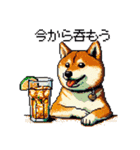 ドット絵 呑む柴犬 酒盛り（個別スタンプ：35）