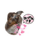 ミニチュアダックスフンドのそら（個別スタンプ：11）