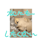 アイスの正月スタンプ（個別スタンプ：7）