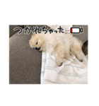 アイスの正月スタンプ（個別スタンプ：8）