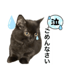 黒猫 ルナ院長132にゃんめ（個別スタンプ：2）