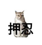 はるpart5（個別スタンプ：1）