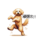 ドット絵 ラブラドゥードル ゴールド 40種（個別スタンプ：15）