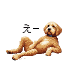 ドット絵 ラブラドゥードル ゴールド 40種（個別スタンプ：20）