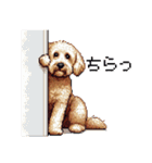 ドット絵 ラブラドゥードル ゴールド 40種（個別スタンプ：27）