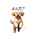 ドット絵 ラブラドゥードル ゴールド 40種（個別スタンプ：36）