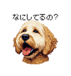 ドット絵 ラブラドゥードル ゴールド 40種（個別スタンプ：40）