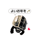 亀ってなんてかわいいの♥️9（個別スタンプ：25）