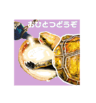 亀ってなんてかわいいの♥️9（個別スタンプ：28）